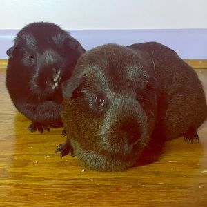 Meet your Posher, Red